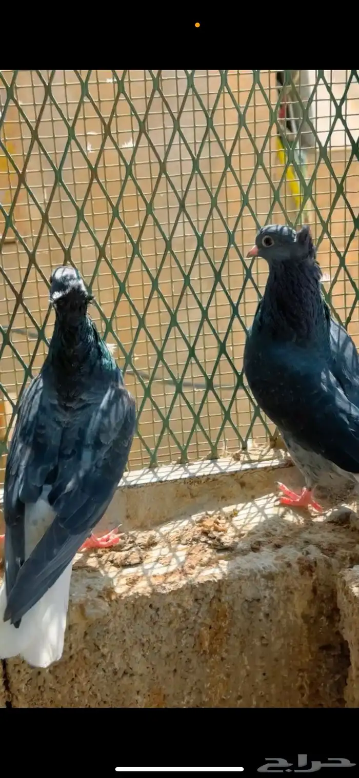 قطايف 4 اجواز نخبه (تصفيه) 2