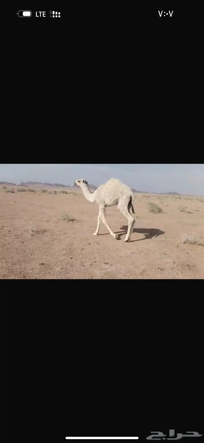 قعود فاخر 1