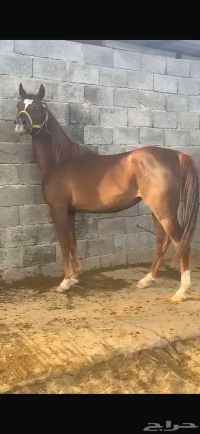 فرس واهو مكس جمال فاخرة 1