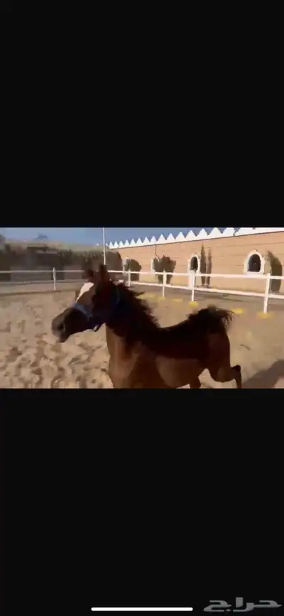 فرس واهو مكس جمال فاخرة 4