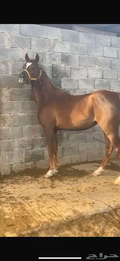 فرس واهو مكس جمال فاخرة 3