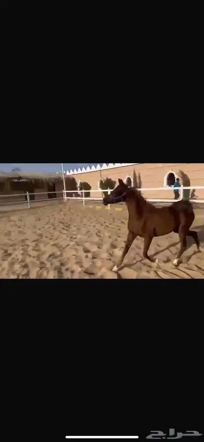 فرس واهو مكس جمال فاخرة 0