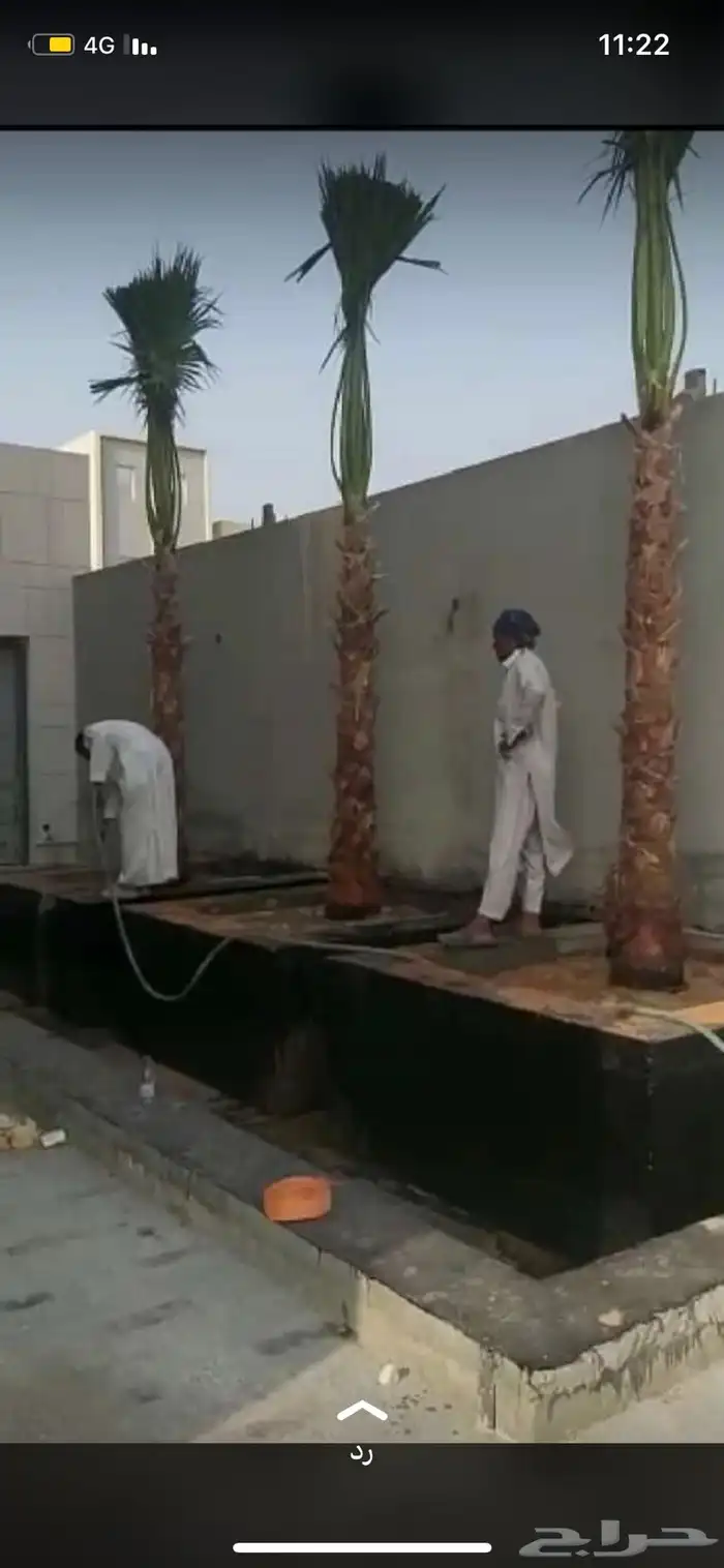 نخل واشنطن زينة أمريكي   انجيلة ثيل فرنسي وC2000 12