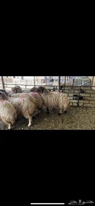 غنم نعيم دفيع 0