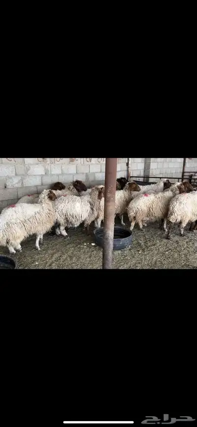 غنم نعيم دفيع 2