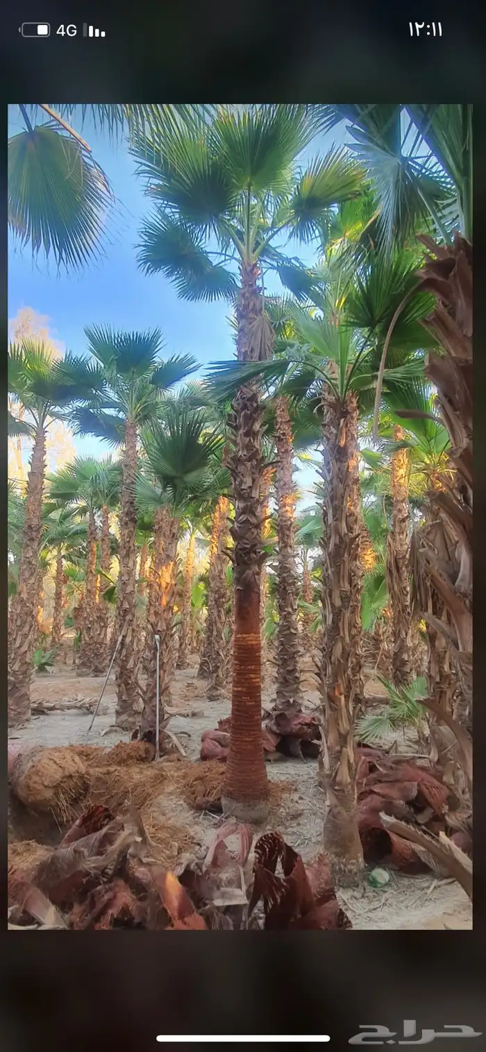 نخل واشنطن زينة أمريكي   انجيلة ثيل فرنسي وC2000 11