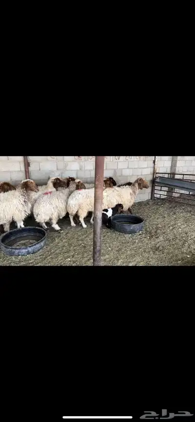 غنم نعيم دفيع 1