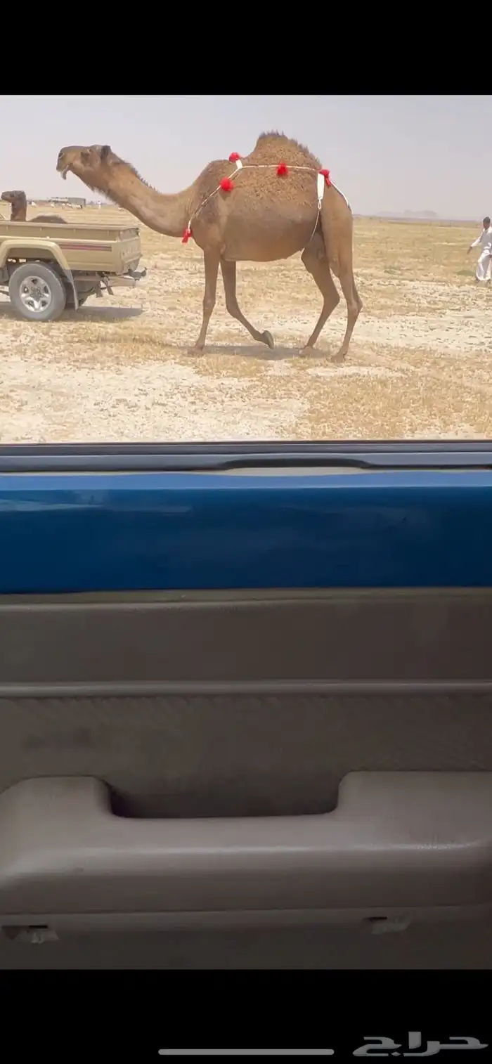 للبيع الخلفا الكفو 0
