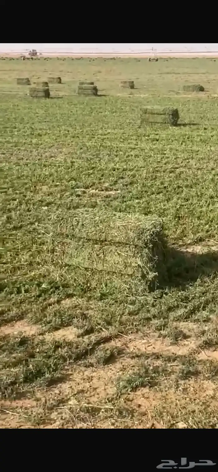 برسيم صافي ورق جديد وناعم 0