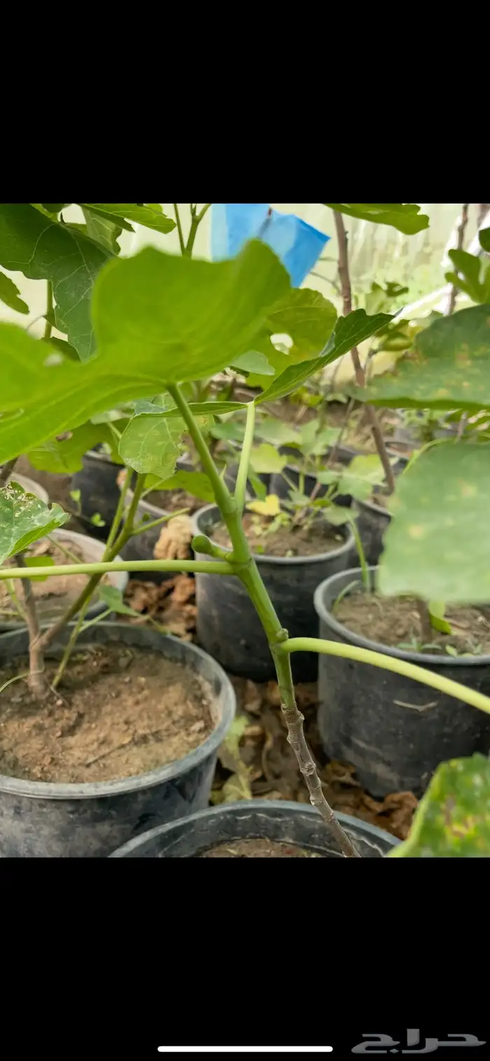 شتلات تين Fig Trees 3