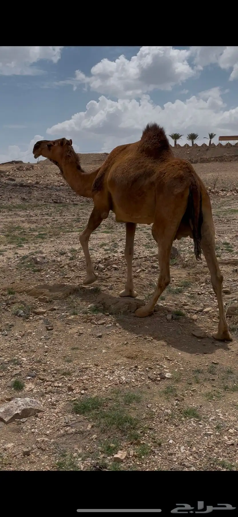 خلفه حمراء للبيع 1