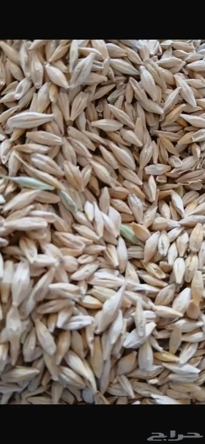 شعير نظيف للبيع 2
