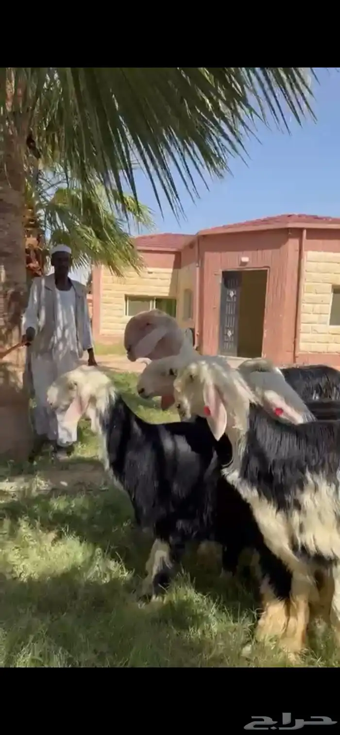 للبيع نجد فواخر خصم جذعات فحله ثني 7