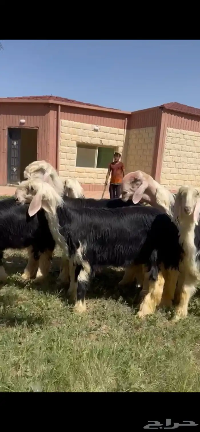 للبيع نجد فواخر خصم جذعات فحله ثني 2