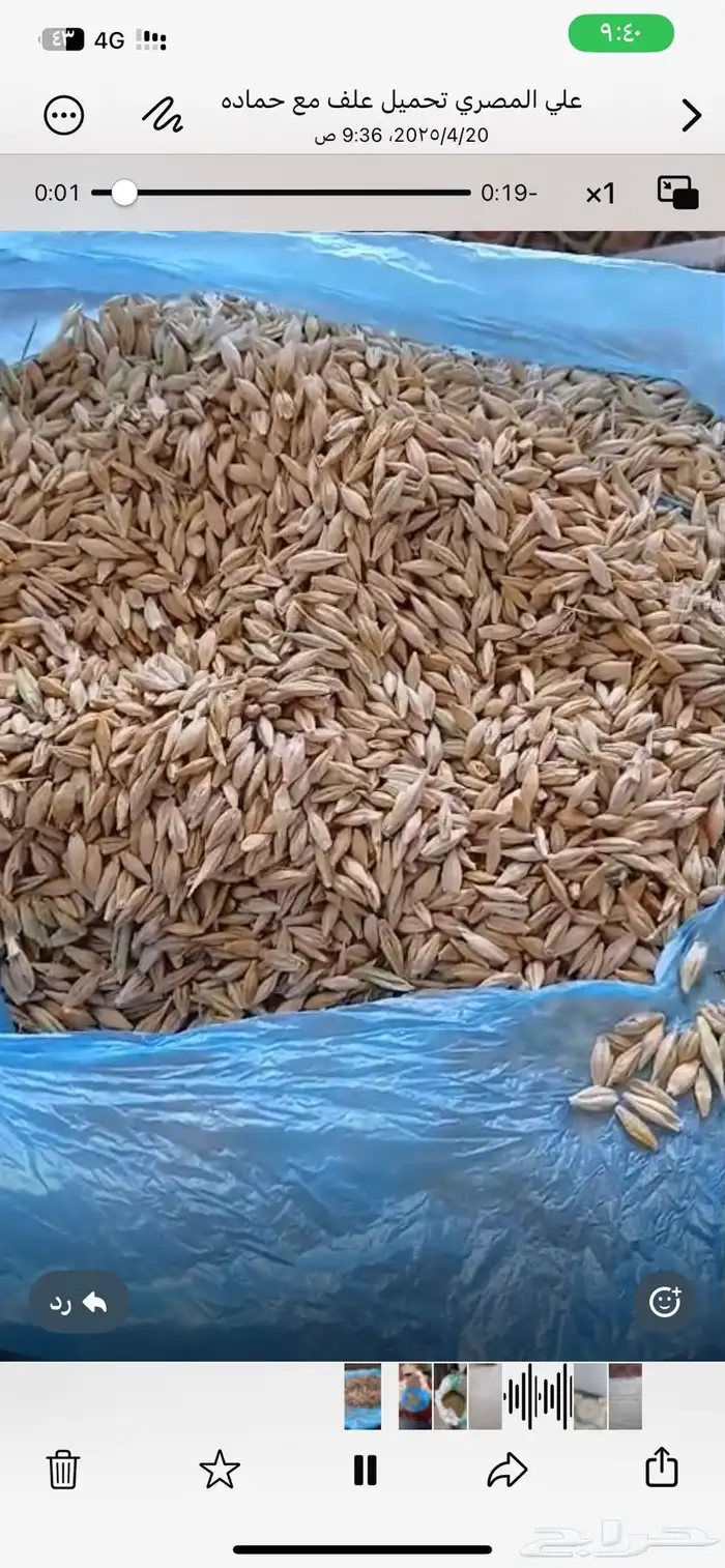 شعير نظيف للبيع 0