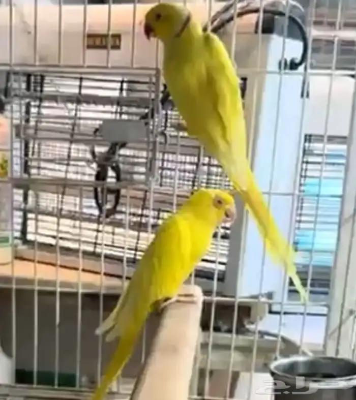 جوز درة لاتينو منتج 0