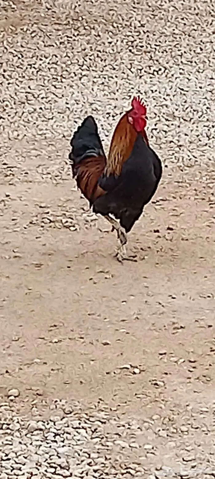 ديك فحل شرط 5