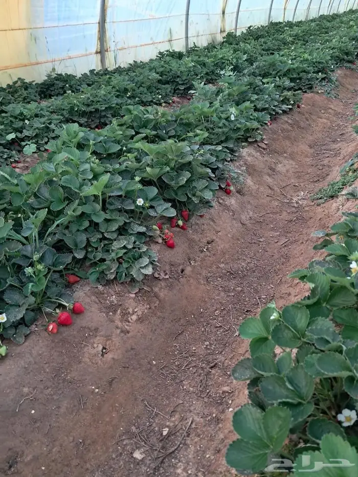 فراولة الشلال بالسودة 0