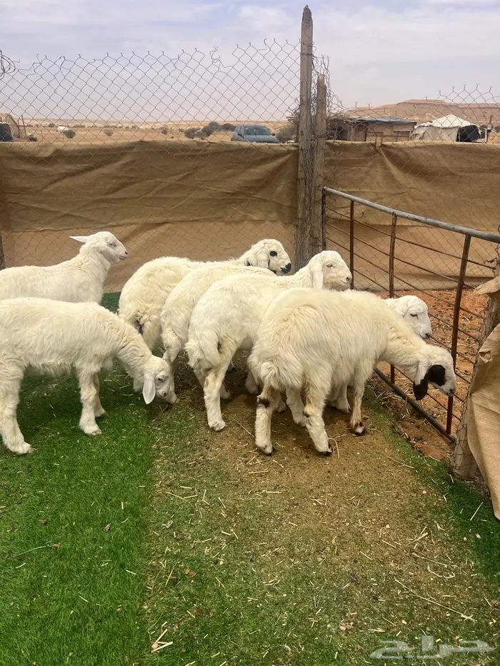 طليان حريات ( تم البيع ) 2