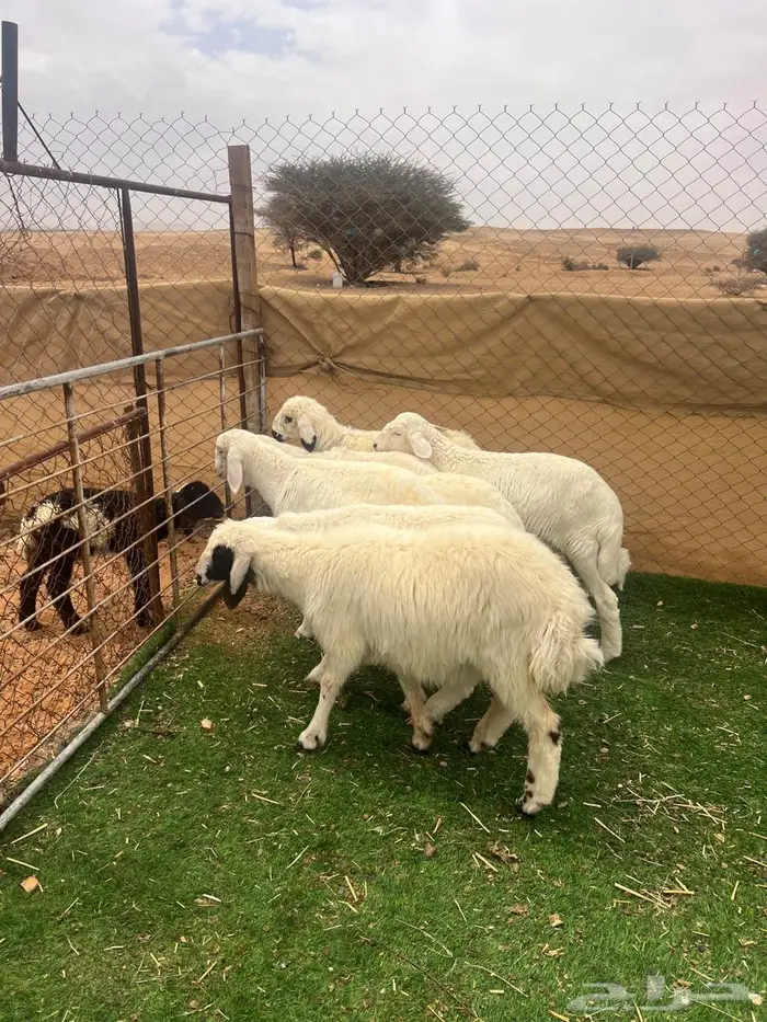 طليان حريات ( تم البيع ) 3