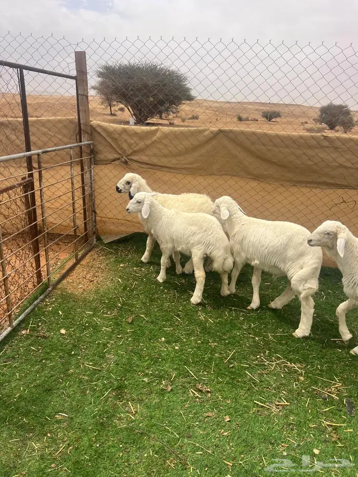 طليان حريات ( تم البيع ) 0