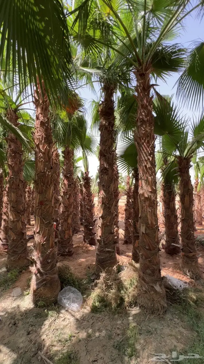 نخل واشنطن زينة أمريكي   انجيلة ثيل فرنسي وC2000 1