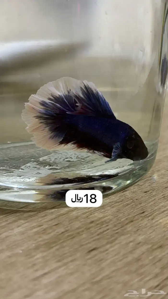 سمك ( اسماك ) فايتر 9