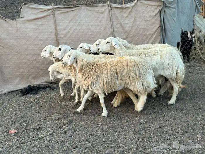 ضاان حرش 1