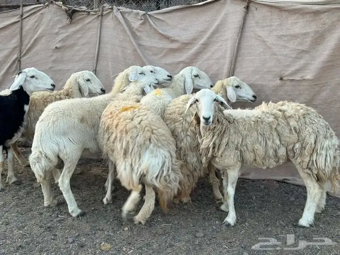 ضاان حرش 0