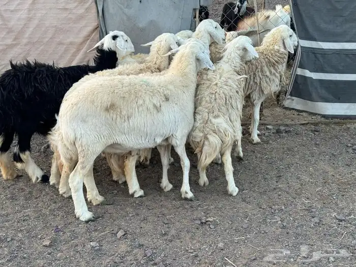 ضاان حرش 4