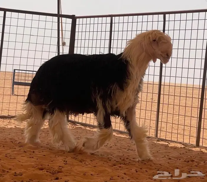 جذع نجدي صنف (مشروع فحل) (((تم البيييع))) 2