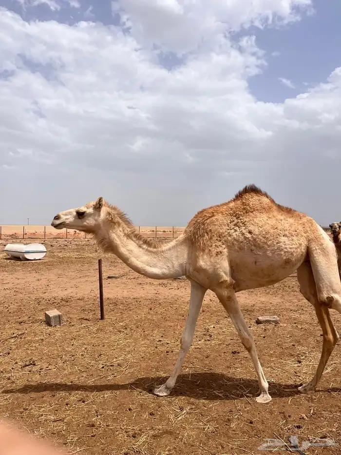 بكره لقيه 1