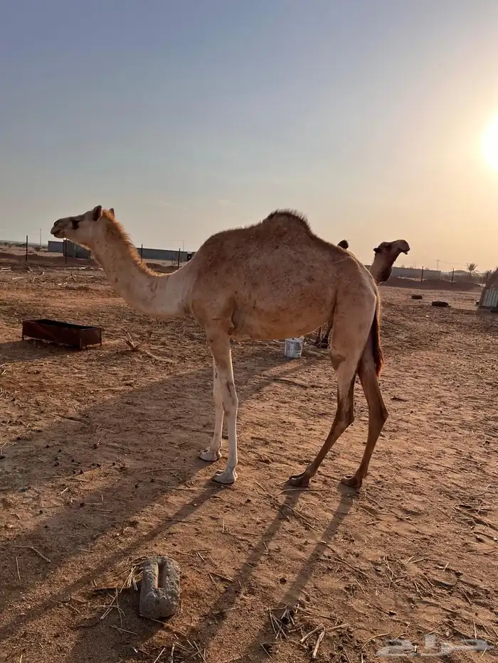 بكره لقيه 0