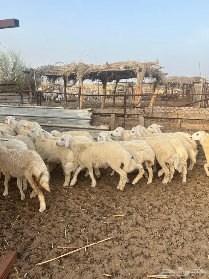 طليان ضحايا 1