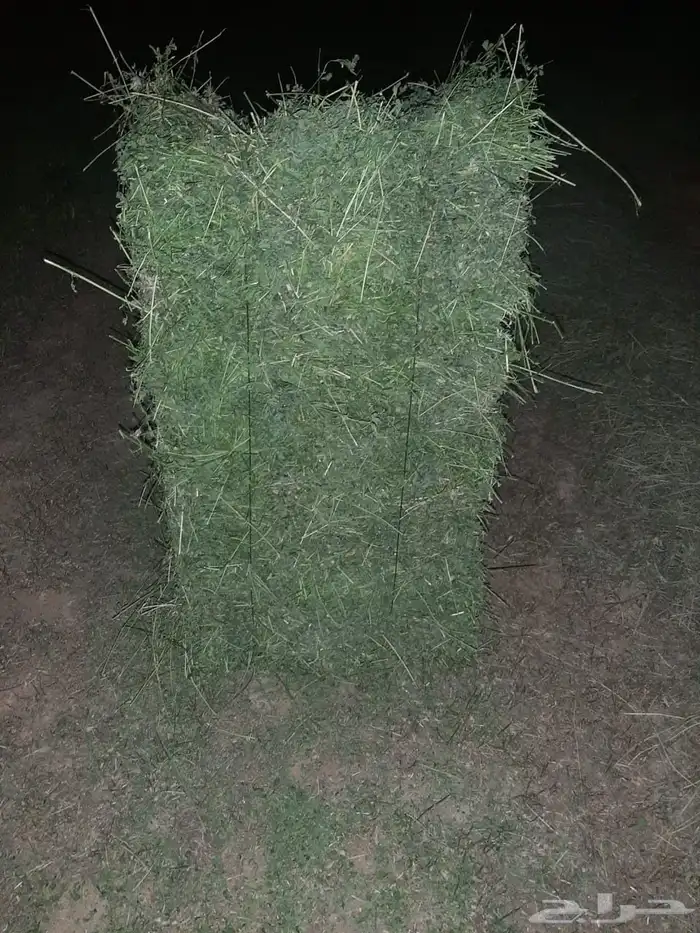 برسيم   صافي ناعم ورق 1
