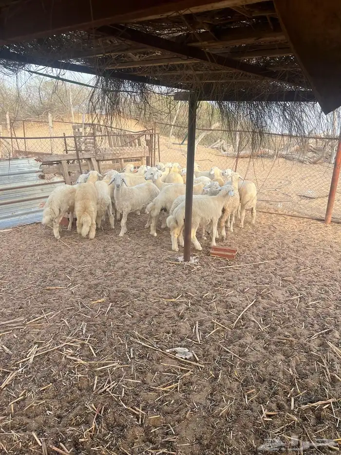 طليان ضحايا 3
