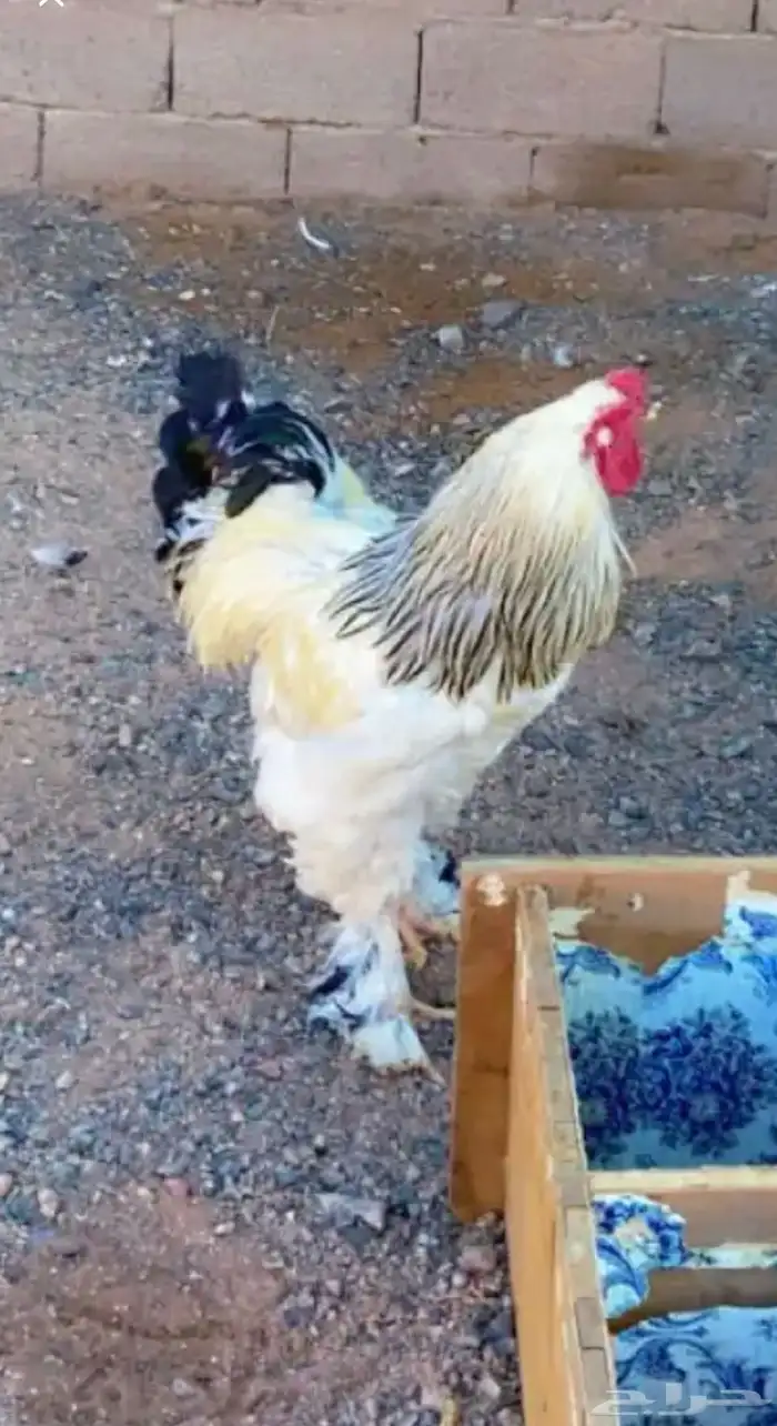 صوص براهما كولمي عمر شهر وعليها 3