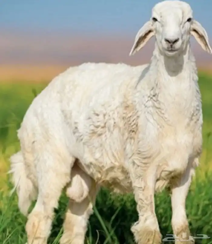 الهضاب العاليه لبيع الذبايح 1