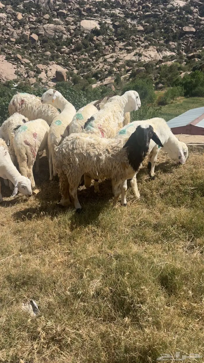 طليان سواكن مرابي العدد 20 كلها جذعان وفل شحم 4