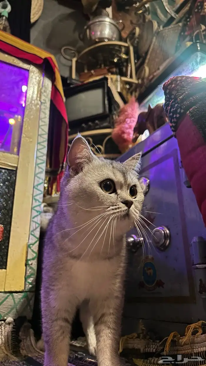 قط ذكر سكوتش ستريت للبيع 2