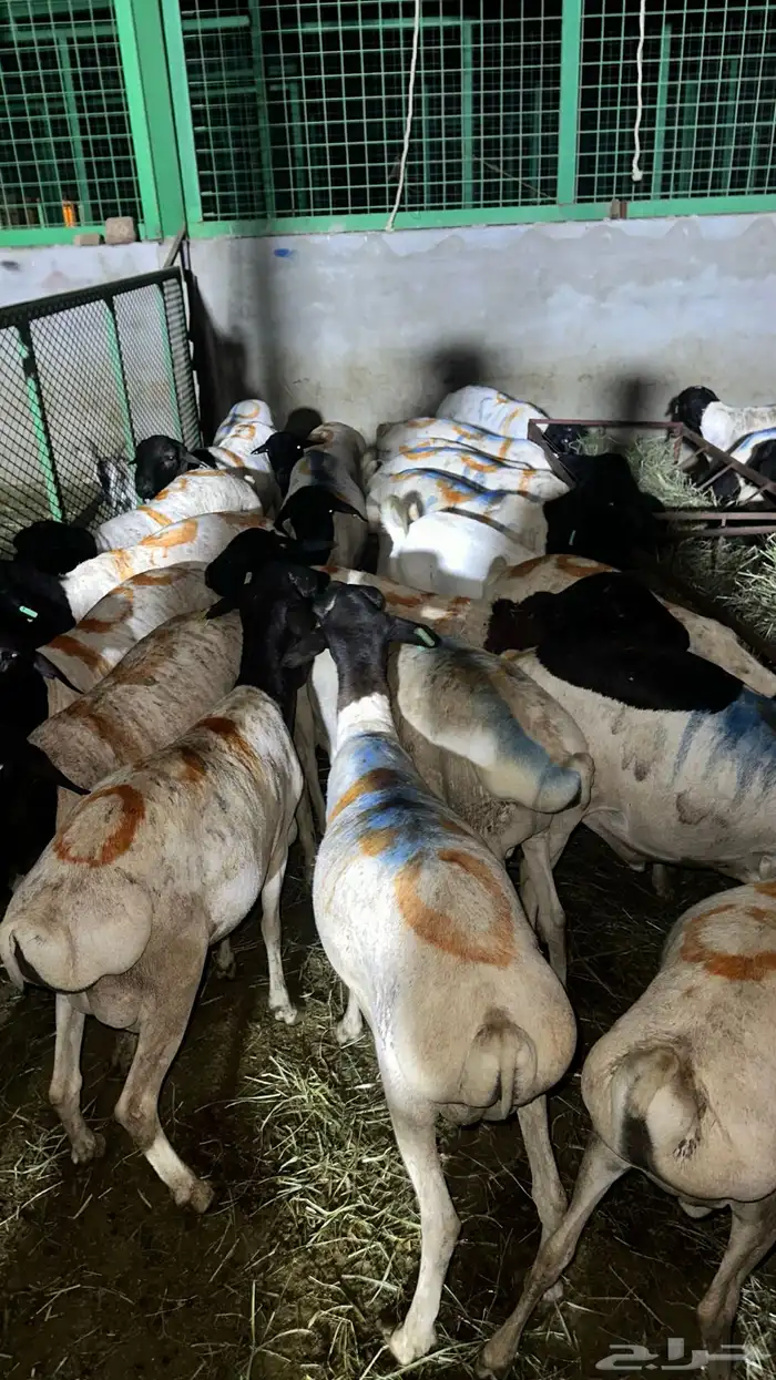 تيوس طيبه وغنم طيب للبيع 4