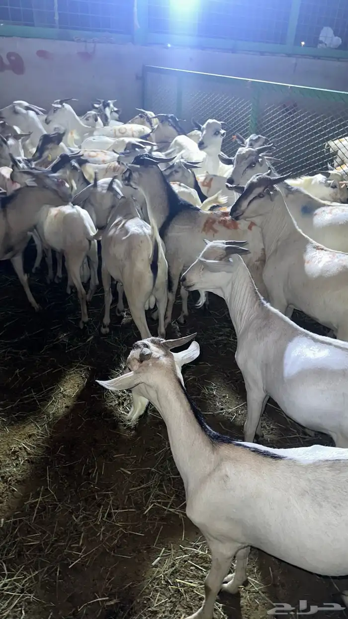 تيوس طيبه وغنم طيب للبيع 0