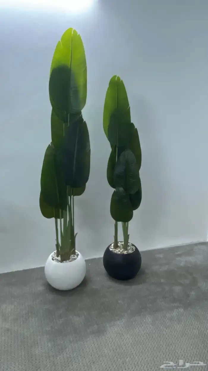 شجرة الموز مقاس وسط وكبير 2