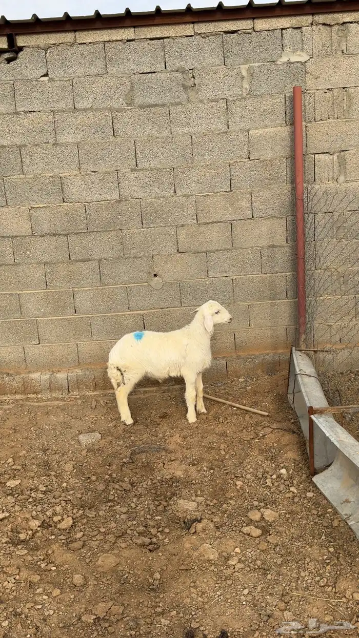 هرفي ثلاجه تم البيع 0
