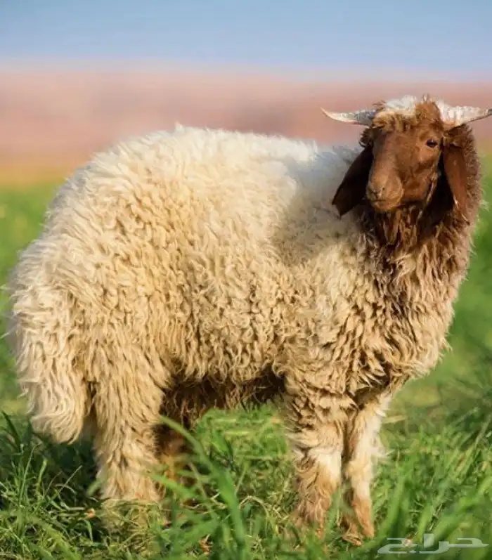 الهضاب العاليه لبيع الذبايح 0