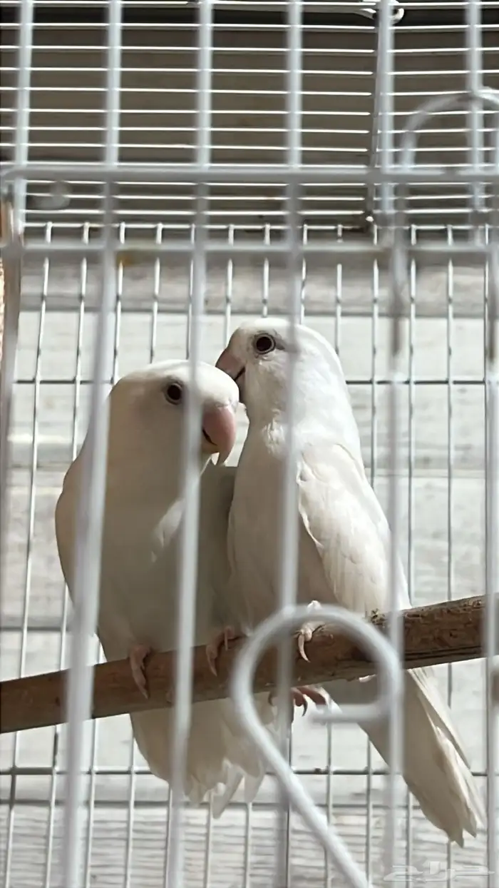 زوج روز البينو الذكر تربيه 0