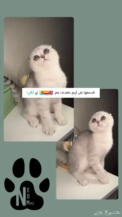 سكوش فولد ستريت كيتن قطط صغيرة للبيع هملايا شيرازي انثى ذكر index