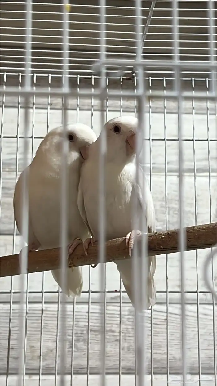 زوج روز البينو الذكر تربيه 2