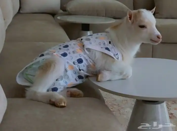 الماعز القزم 1