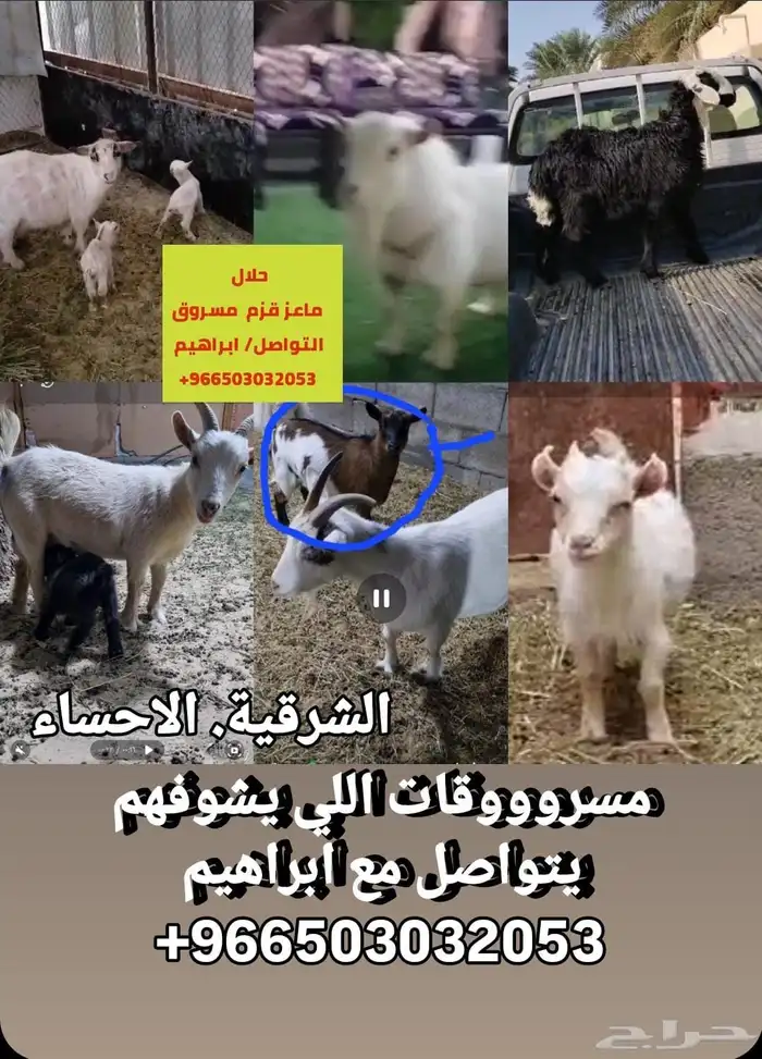 غنم مسروقه 2